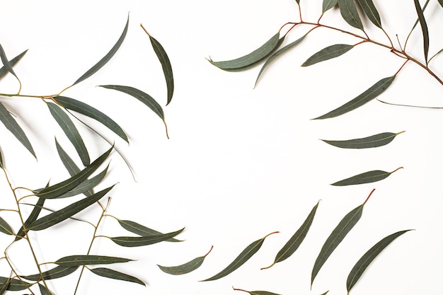 Eucalyptus leaves on a white background