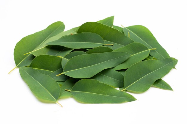 Eucalyptus leaves on white background