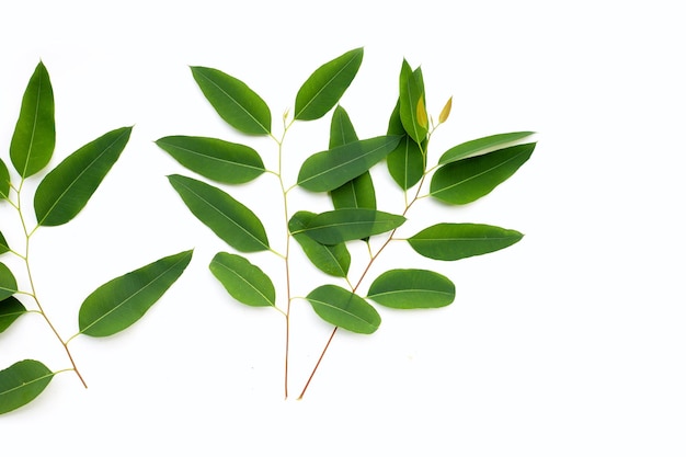 Eucalyptus leaves on white background