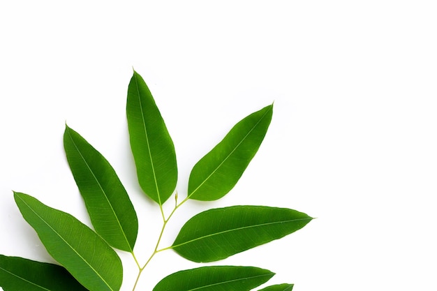 Eucalyptus leaves on white background