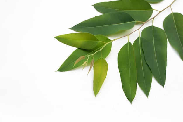 Eucalyptus leaves on white background