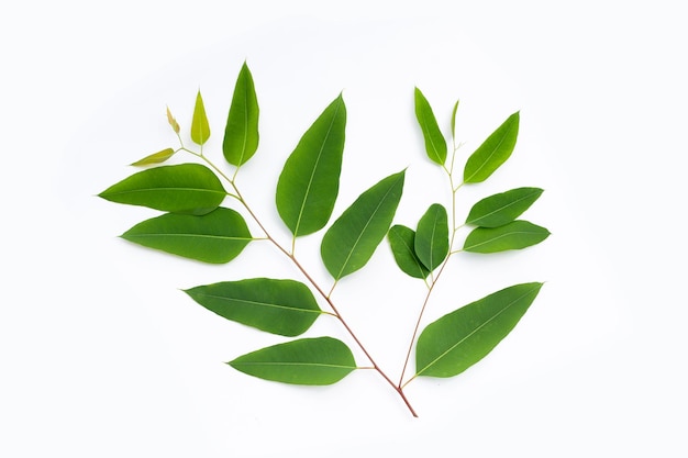 Eucalyptus leaves on white background