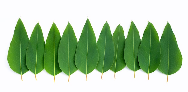 Eucalyptus leaves on white background