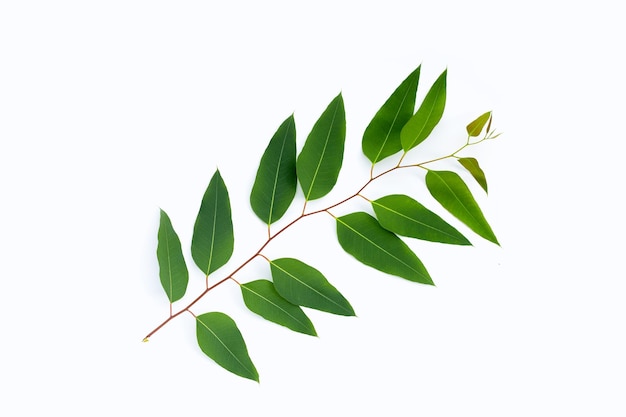 Eucalyptus leaves on white background