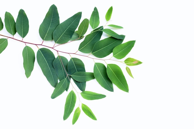Photo eucalyptus leaves on white background
