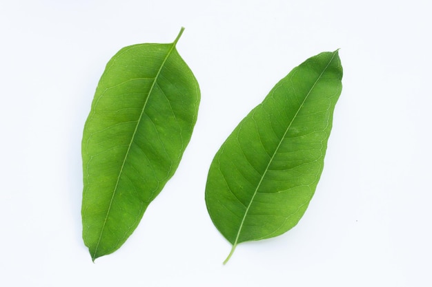 Eucalyptus leaves on white background