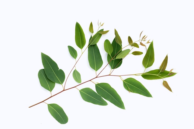 Photo eucalyptus leaves on white background