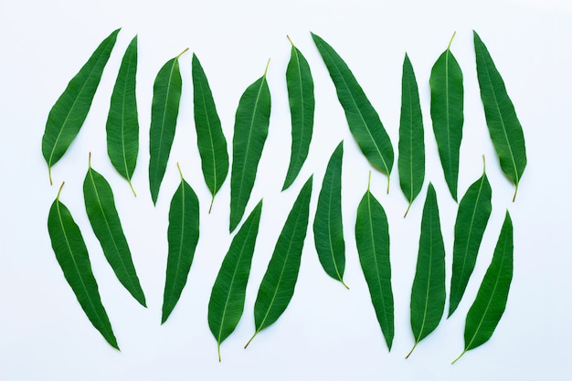 Eucalyptus leaves on white background.