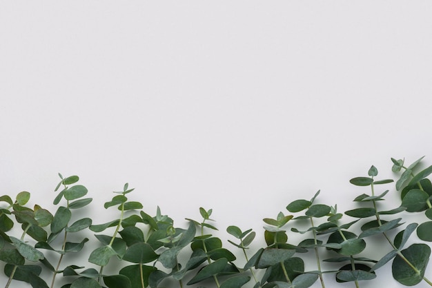 Eucalyptus leaves on white background