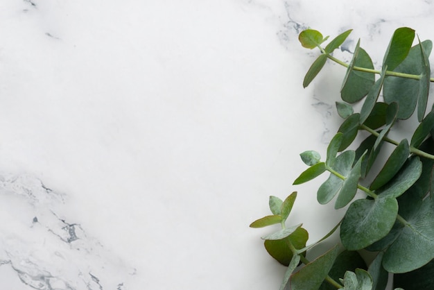 Eucalyptus leaves on white background