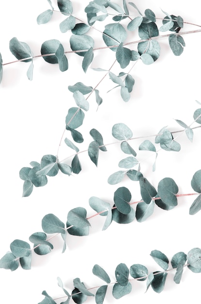 Eucalyptus leaves on white. Flat lay, top view.