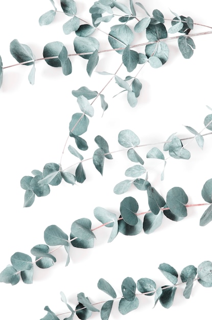 Photo eucalyptus leaves on white. flat lay, top view.