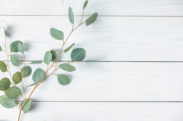 Eucalyptus leaves on white wooden background Frame made of eucalyptus branches Flat lay top view copy space