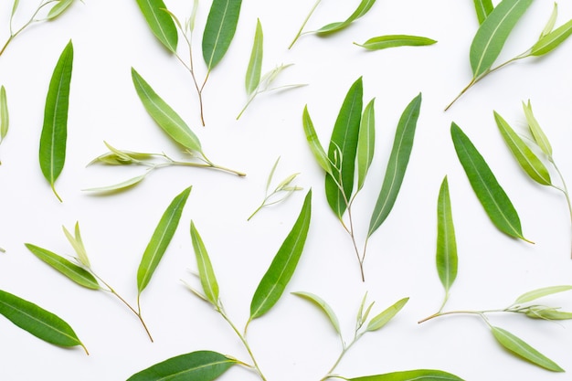 Eucalyptus leaves on white