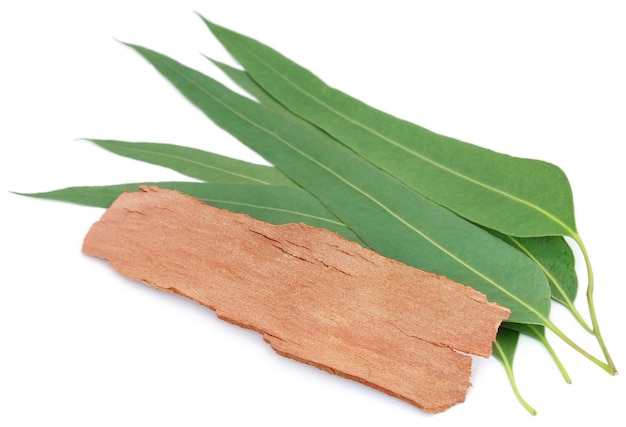 Eucalyptus leaves with bark over white background