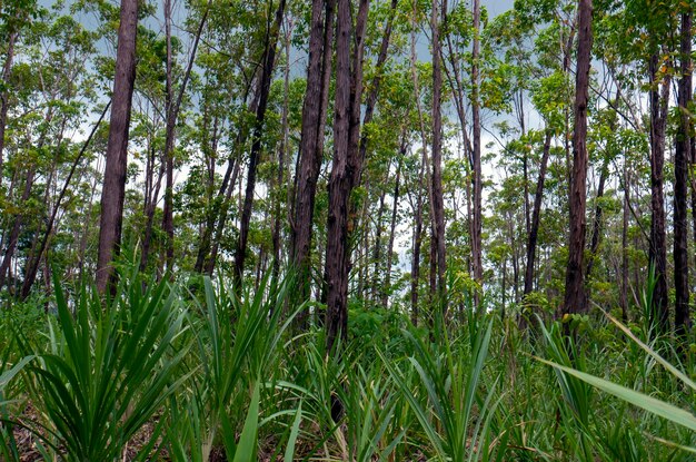 グヌン キドゥル ジョグ ジャカルタ インドネシアのユーカリ ペリタの森