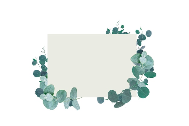 Eucalyptus plant banner frame