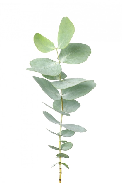 Eucalyptus plant branch isolated on white