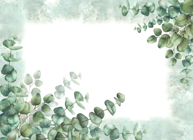 Eucalyptus plant groen banner op waterverf splashes gevlekte achtergrond groene zilveren dollar boom