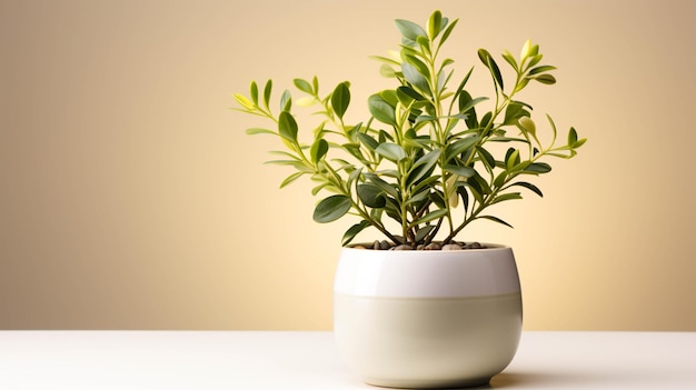 Eucalyptus plant on a pot on white background