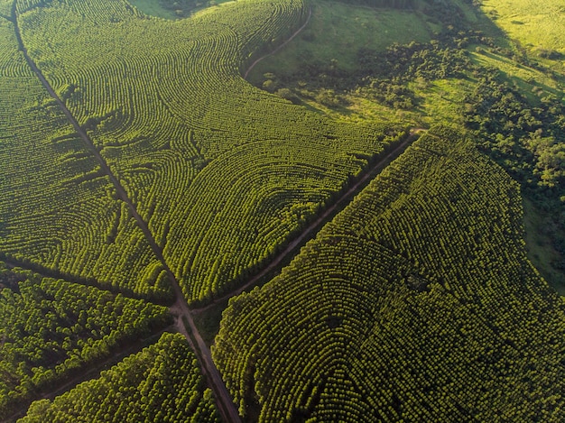 Piantagione di eucalipto in brasile. agricoltura di carta di cellulosa. vista drone a volo d'uccello. vista aerea della foresta verde di eucalipto