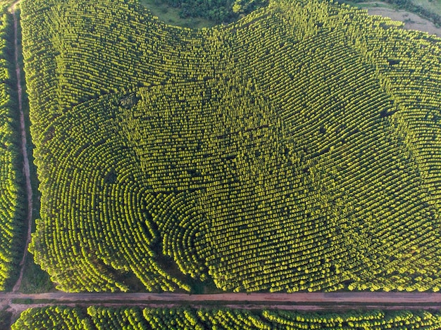 Eucalyptus plantation in Brazil. Cellulose paper agriculture. Birdseye drone view. Eucalyptus Green Forest Aerial View