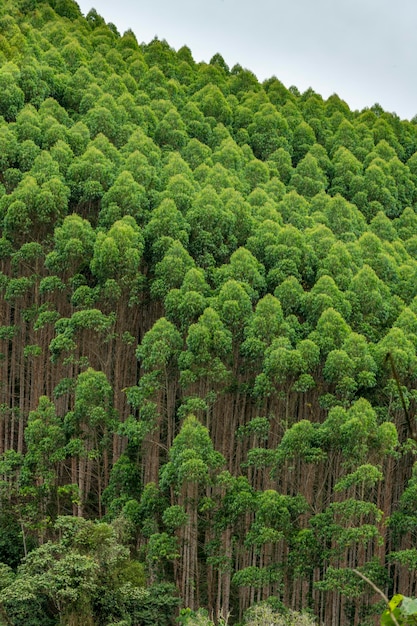 Eucalyptus plantations in the region of Quindio Colombia