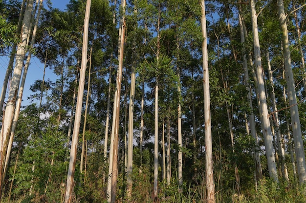 木材生産のためのユーカリ植林