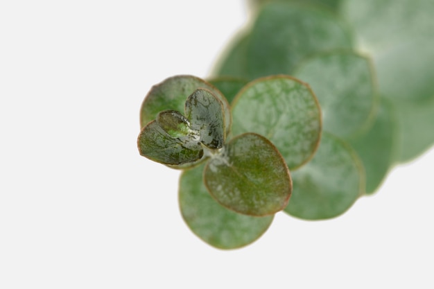 Eucalyptus ronde bladeren op witte achtergrond