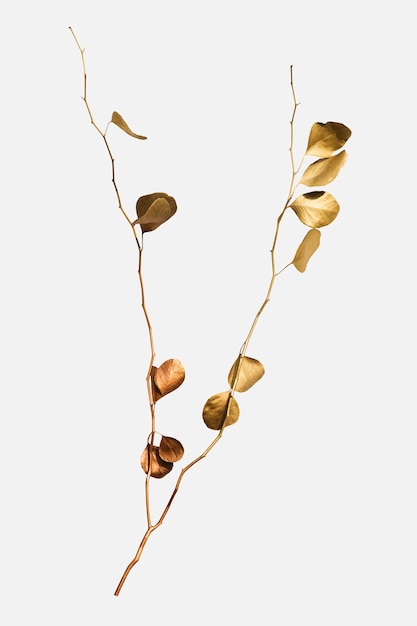 Круглые листья эвкалипта, окрашенные золотом на не совсем белом фоне