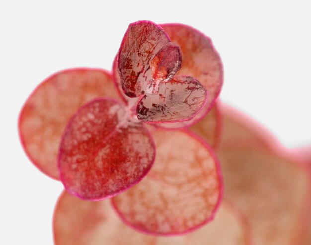 Eucalyptus round leaves on white background