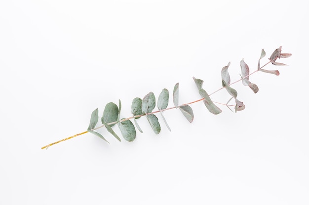 Eucalyptus samenstelling. Patroon gemaakt van verschillende kleurrijke bloemen op witte achtergrond. Plat lag stil leven.