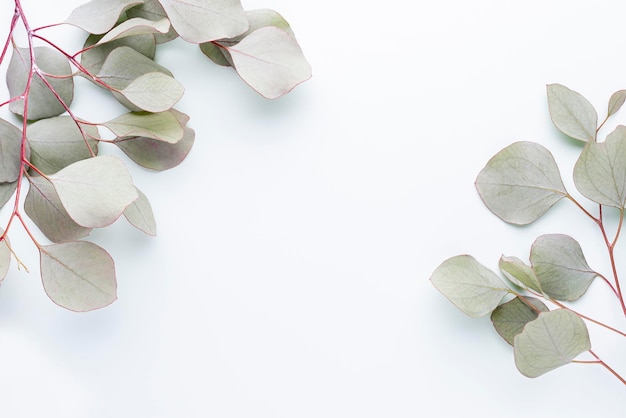 Eucalyptus samenstelling. Patroon gemaakt van verschillende kleurrijke bloemen op witte achtergrond. Plat lag stil leven.