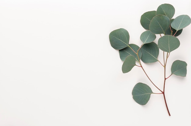 Eucalyptus samenstelling. Patroon gemaakt van verschillende kleurrijke bloemen op witte achtergrond. Plat lag stil leven.