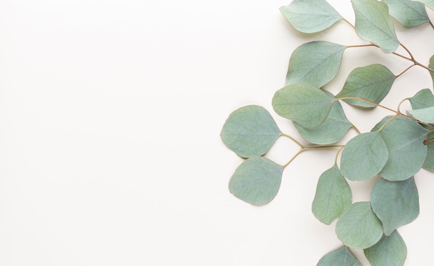 Eucalyptus samenstelling. Patroon gemaakt van verschillende kleurrijke bloemen op witte achtergrond. Plat lag stil leven.