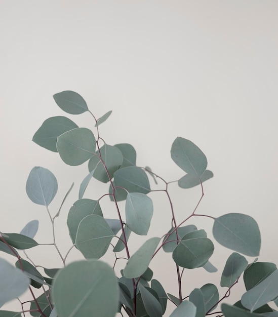 Eucalyptus silver dollar stem botany green leaves element for stylish and fashionable decorating