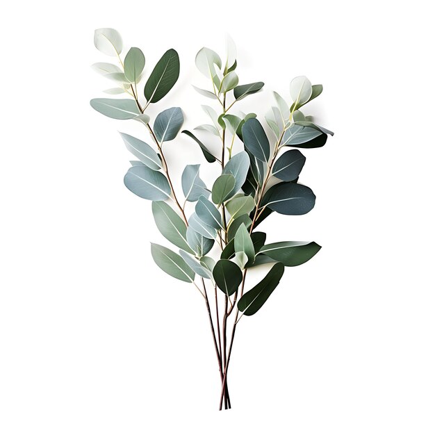 Eucalyptus SilverGreen Color Bouquet Reed Tree With Aromati Isolated on White Background Clean