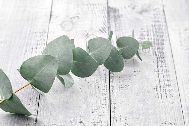 Eucalyptus tak met verse groene bladeren op grijze houten tafel