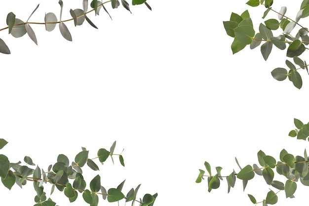 Eucalyptus takje geïsoleerd op een witte achtergrond
