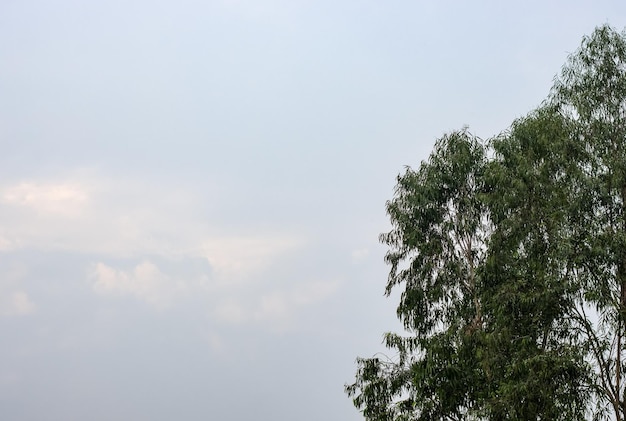 Eucalyptus tree under the clean blue sky with copy space before the evening