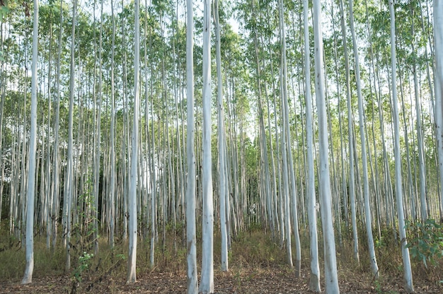 Eucalyptus tree forest in Thailand, plants for paper industry