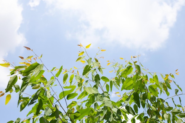 Eucalyptus tree with blue sky and cloud