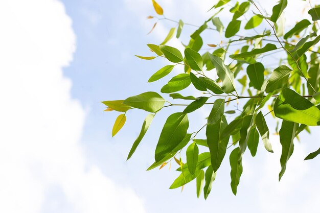 Eucalyptus tree with blue sky and cloud