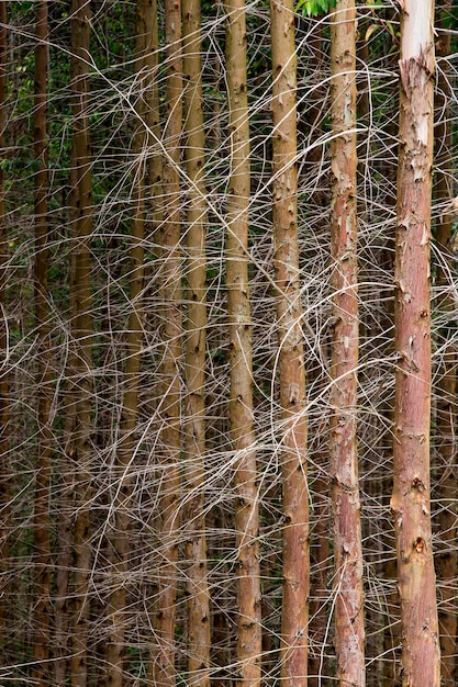 Eucalyptus trunks in symmetrical composition