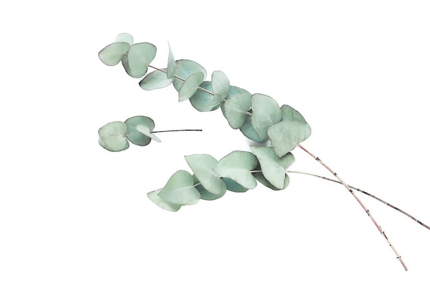 Eucalyptus twigs in a watercolor style on white