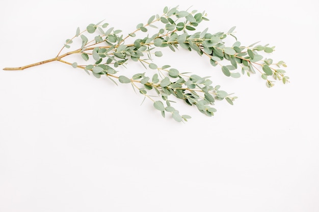 Eucalyptus on white