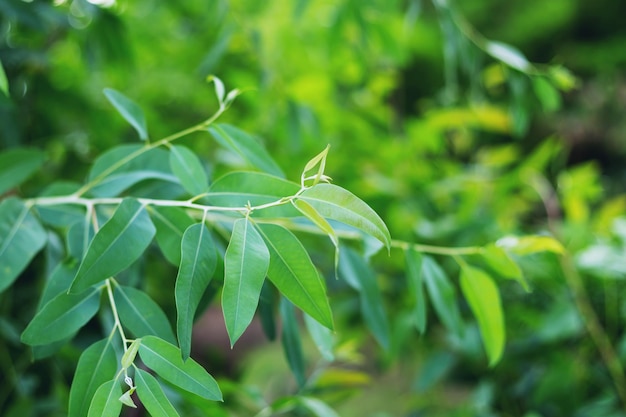 Eucalyptusblad gesloten mooie groene onscherpe achtergrond