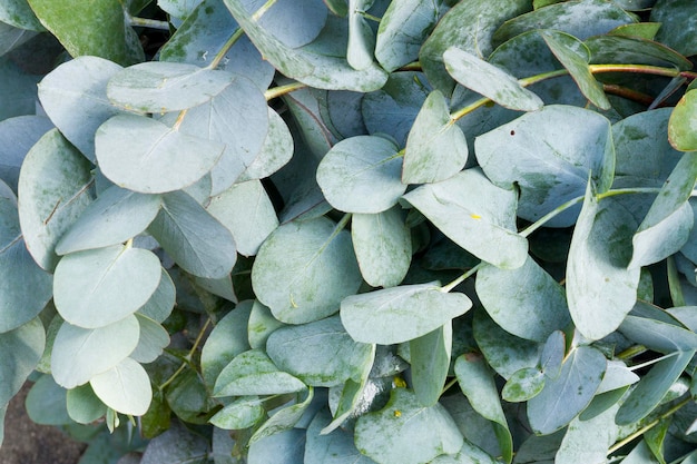 Eucalyptusbladeren in de marktclose-upafbeelding