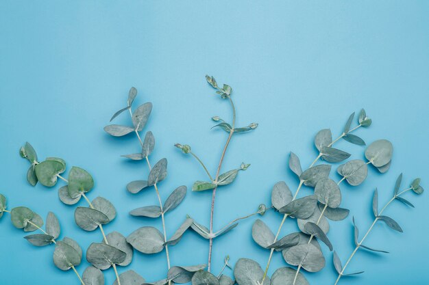 Eucalyptusbladeren op een gekleurde achtergrond