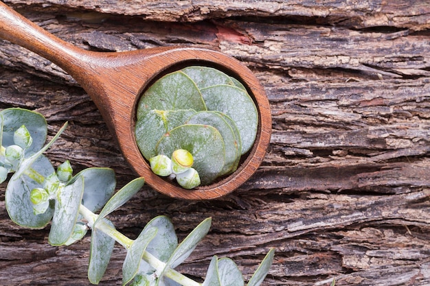 Eucalyptusbladeren op tafel close-up Eucalyptus